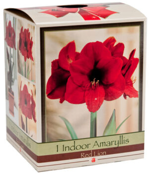 Wholesale Holiday Amaryllis/Paperwhites In Pot (1 Unit)